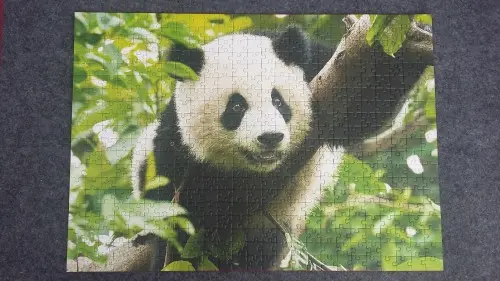 500 Panda.jpg